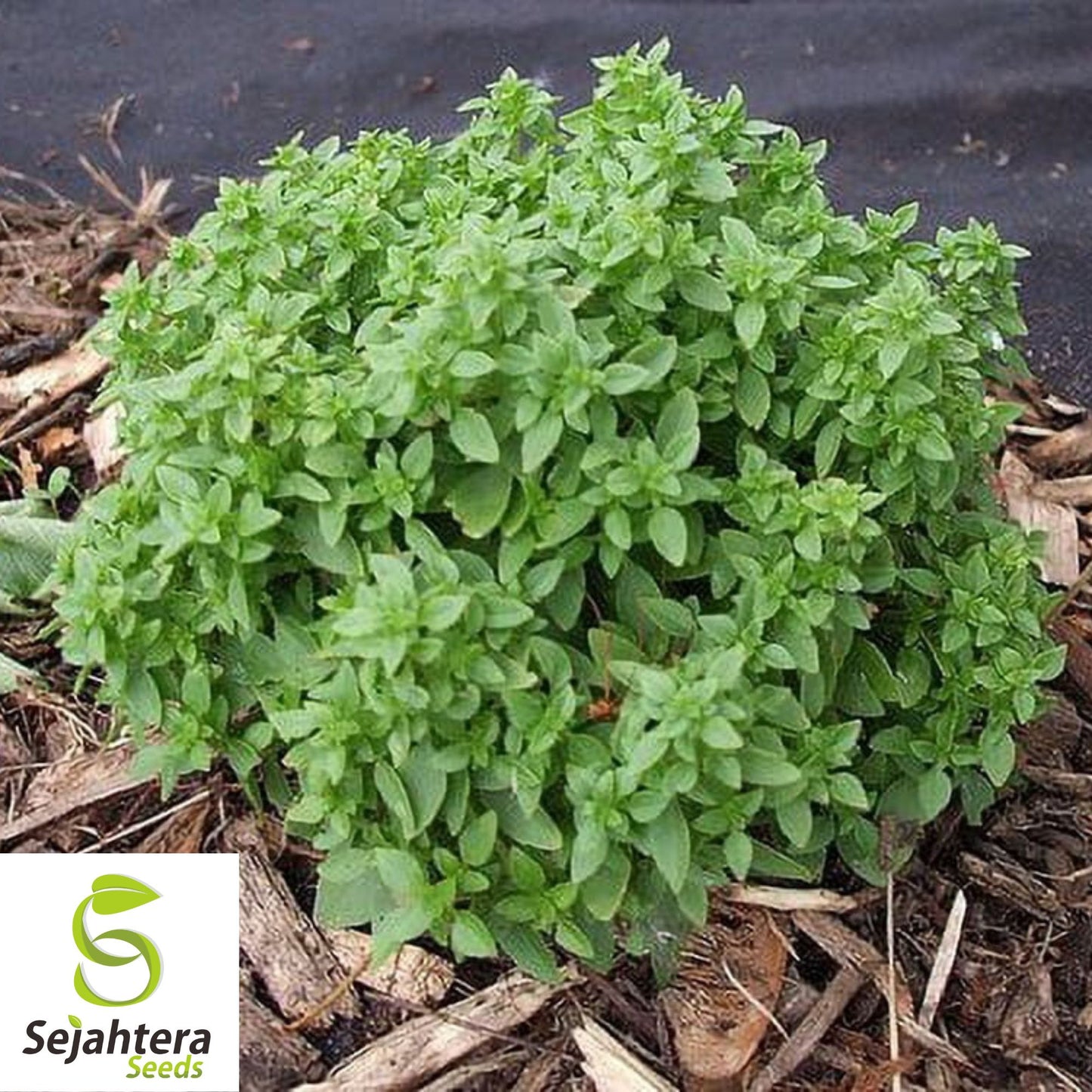 200 Spicy Globe Basil Seeds - Non-GMO, Aromatic & Compact Herb Variety