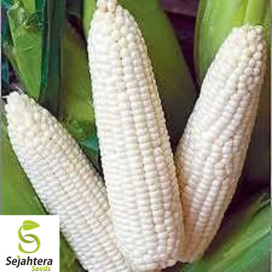120+ Truckers Favorite White Corn Seeds - Heirloom, Organic, Non-GMO, High Yield