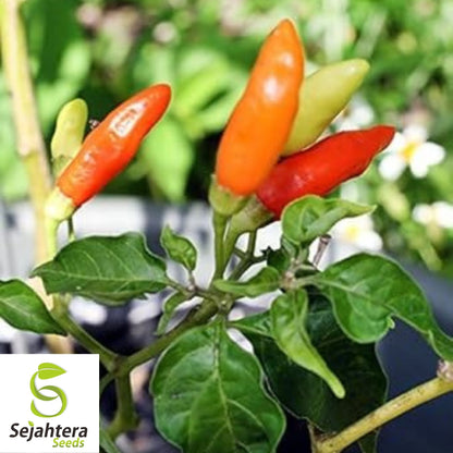 Tabasco Pepper Seeds 30+ | Spicy Hot Chile Pepper Sauce Vegetable Garden USA