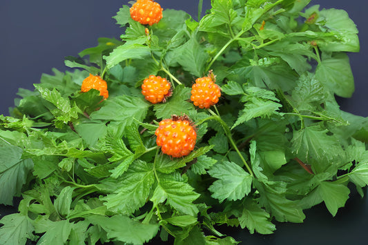 Salmon Berry Salmonberry (Rubus spectabilis)