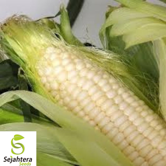 120+ Truckers Favorite White Corn Seeds - Heirloom, Organic, Non-GMO, High Yield