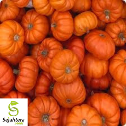 Jack Be Little Pumpkin Seeds - 100+ Heirloom, Organic, Non-GMO & Fresh