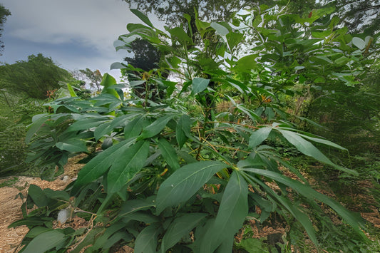 Cassava Cuttings - 10 Fresh Cuttings, Easy to Grow Manihot Esculenta, Chemical-Free, Great Food Source