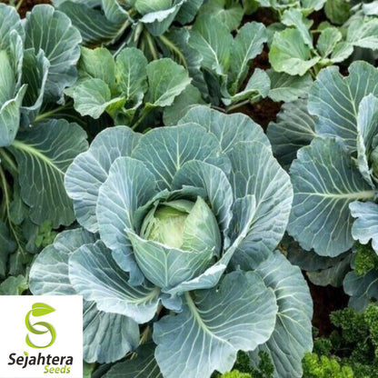 All Seasons Cabbage Seeds - 200+ Organic Heirloom - Hardy & Non-GMO