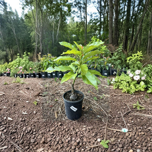 Simmonds Avocado Tree – Persea americana Grafted Live Tree | 2–4 Feet Tall | Semi-Dwarf  Heavy Producer | Early Summer Harvest | Ideal for Home Landscapes