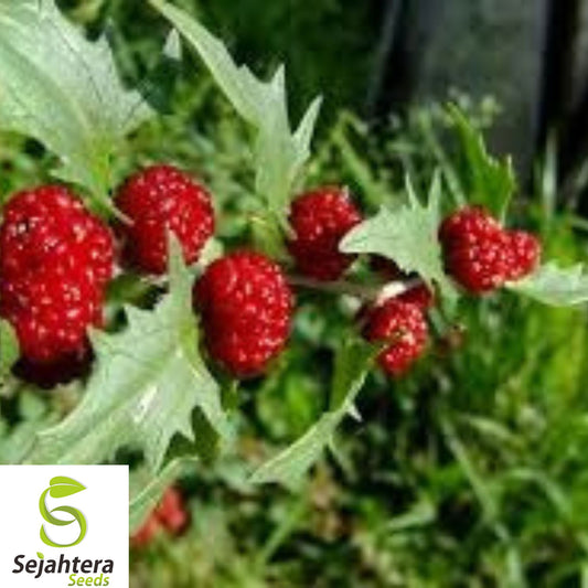 150+ Strawberry Spinach Stick Seeds - Chenopodium Foliosum, Heirloom, Non-GMO
