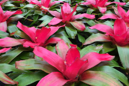 Neoregelia Plant 6" Pot Green Apples Variety - Tropical Bromeliad (Neoregelia) for Indoor Gardening and Home Decor