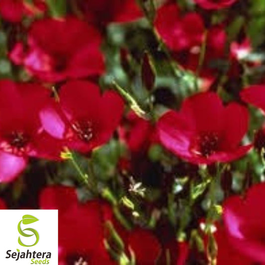 200+ Scarlet Flax Seeds - Fresh, Non-GMO, Bright Red Blooms, Pollinator-Friendly
