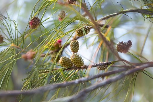 Australian Beach Sheoak Filao Horsetail Beefwood Ironwood She-oak (Casuarina equisetifolia)