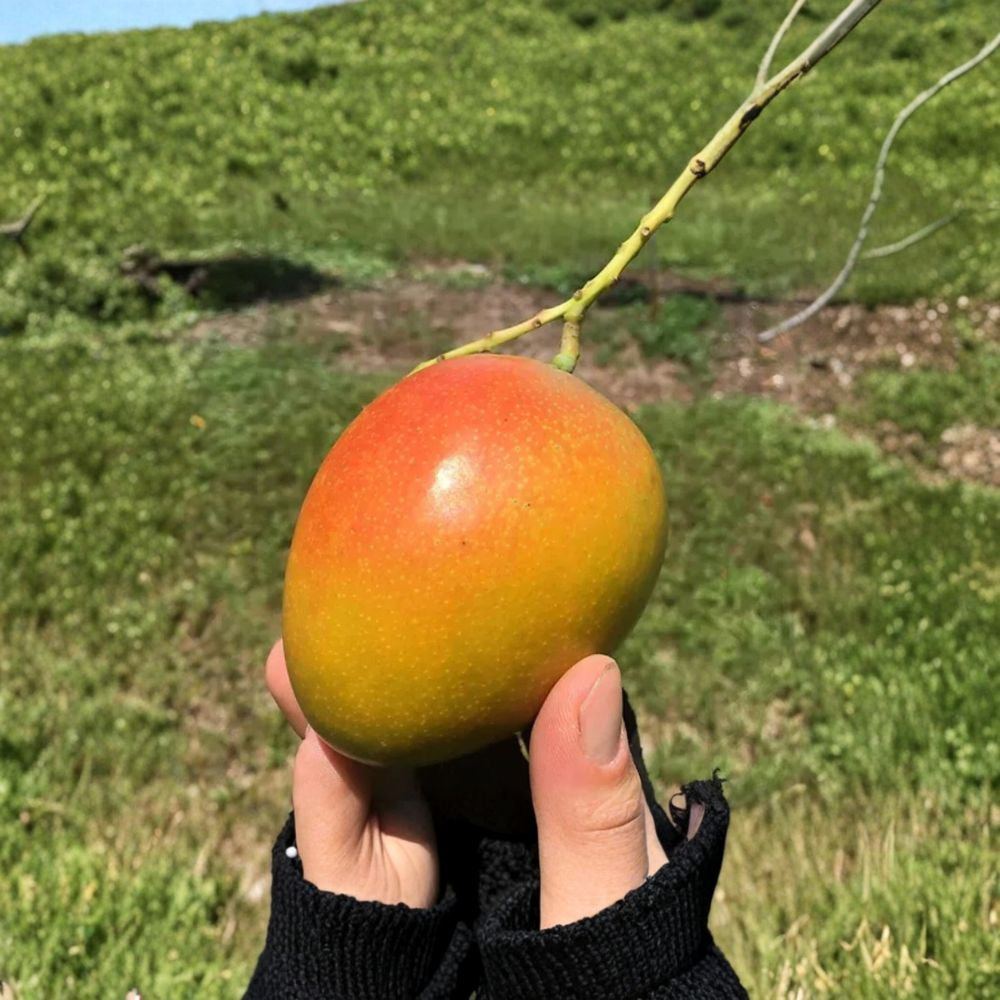 Honey Kiss Mango Tree – Mangifera indica Grafted Live Tree | 2–4 Feet Tall | Rare Variety  Fast Fruiting | Low-Fiber Sweet Mango | Compact Tropical Tree