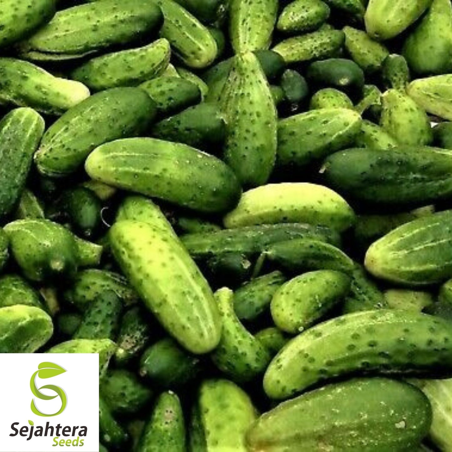 Cucumber Seeds 60+ | Wisconsin Pickling Vegetable NON-GMO Garden USA