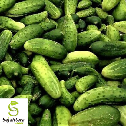 Cucumber Seeds 60+ | Wisconsin Pickling Vegetable NON-GMO Garden USA