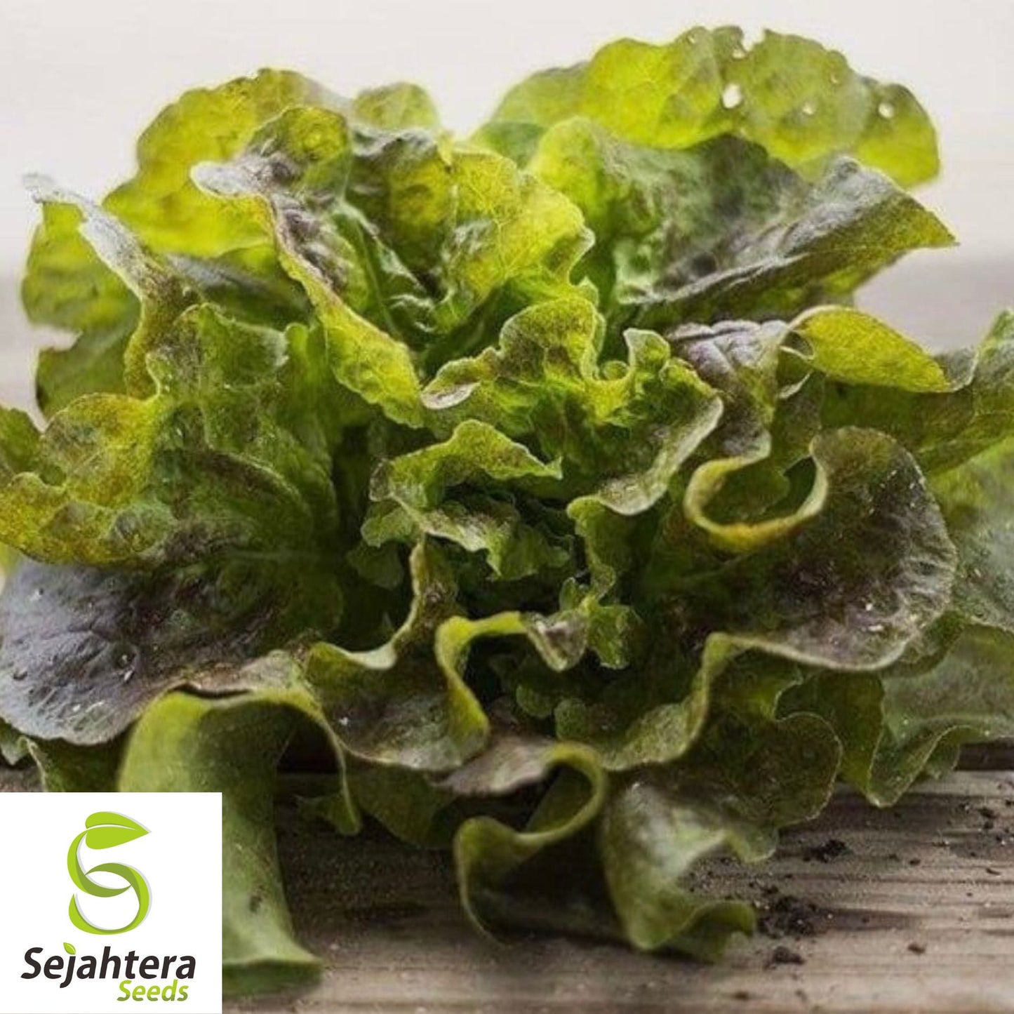 1000 Prizehead Lettuce Seeds - Non-GMO, Crisp & Tender Greens