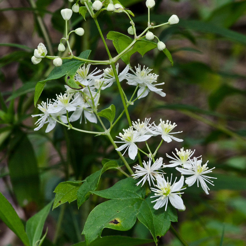 Clematis virginiana - Virgin's Bower 100 mg Seeds For Planting