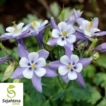 Blue Rocky Mountain Columbine Seeds 300+ | Aquilegia caerulea Flower USA