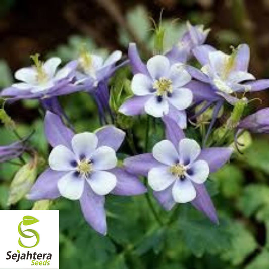 Blue Rocky Mountain Columbine Seeds 300+ | Aquilegia caerulea Flower USA
