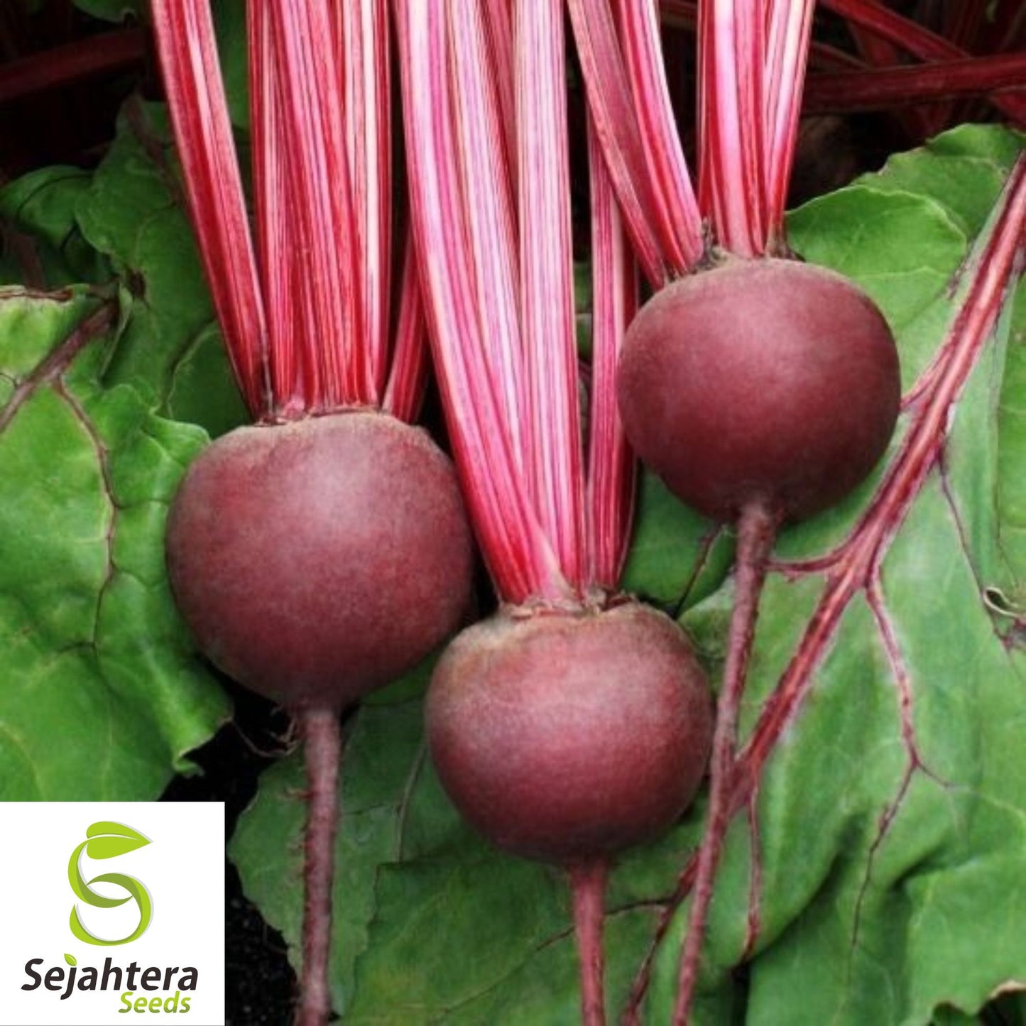 200 Detroit Dark Red Beet Seeds - Heirloom, Non-GMO & Sweet Variety