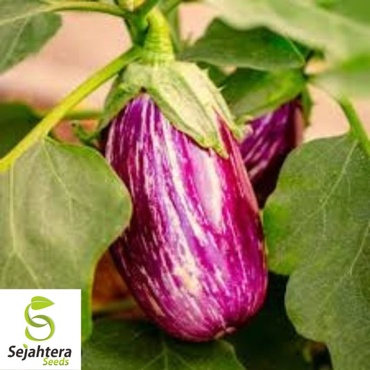 50+ Pandora Striped Rose Eggplant Seeds - Heirloom, Non-GMO Vegetable
