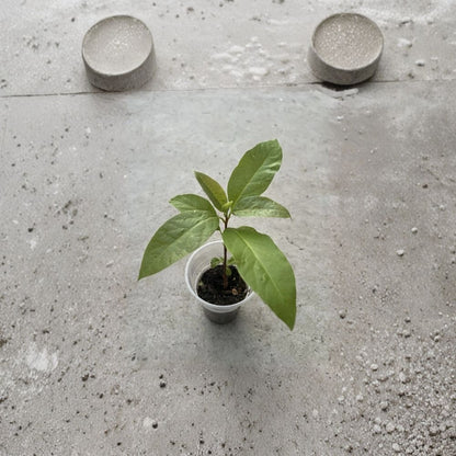 Avocado Tree – 10” Live Seedling With Pot Ready to Plant | Healthy Starter Fruit Tree