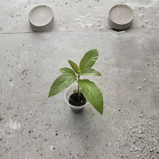 Avocado Tree – 10” Live Seedling With Pot Ready to Plant | Healthy Starter Fruit Tree