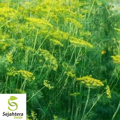 500+ Dill Dukat Seeds - Non-GMO, Anethum Graveolens, Culinary Herb & Spice