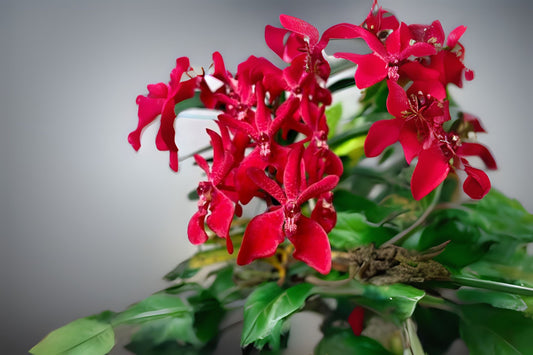 Orchid Plant Renanstylis Bangkok Beauty - Hybrid Orchid, V.Jiravongkhajorn, Rnst. Azimah x Ren. Bangkok Flame, Blooming Spikes