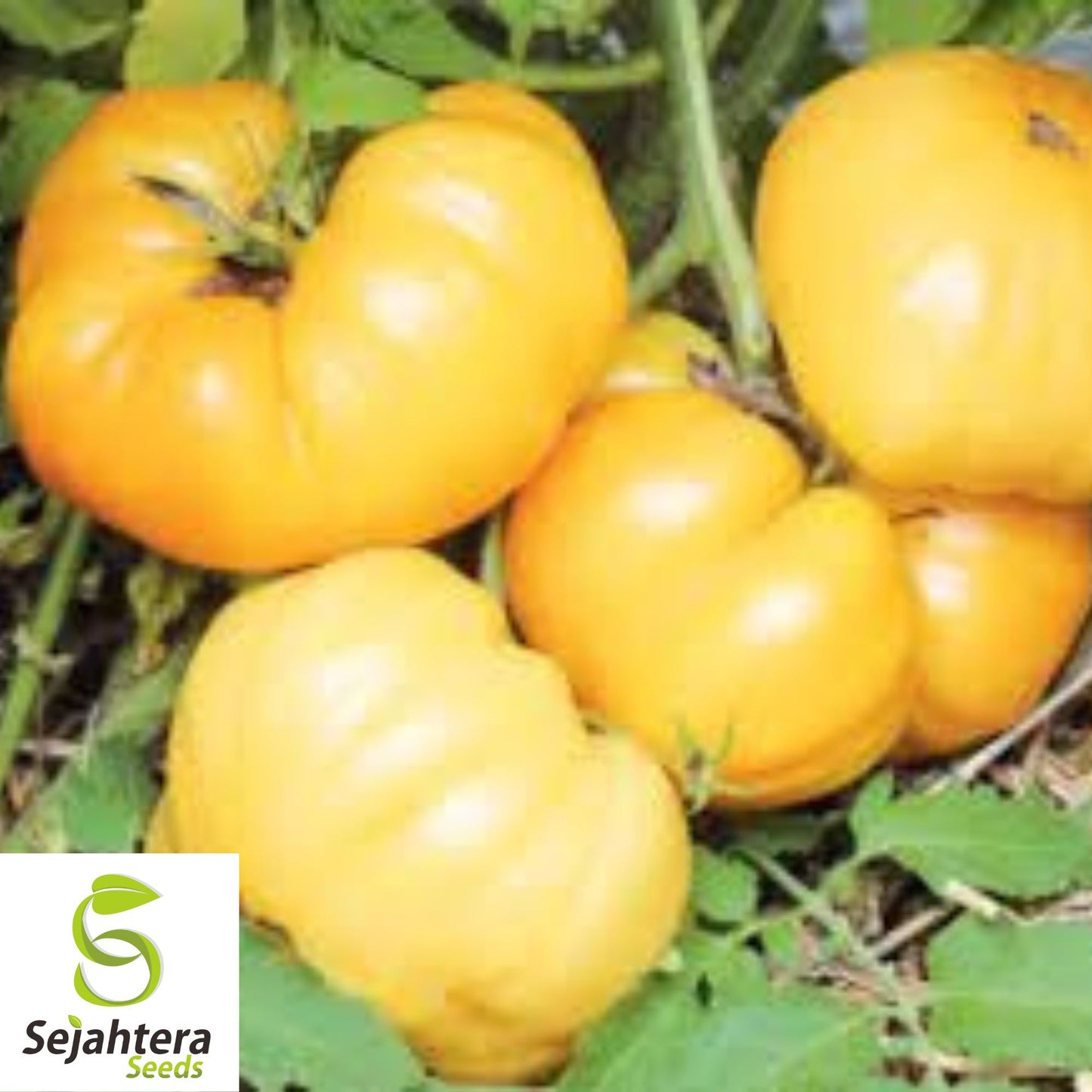 30 Dr. Wyche's Yellow Beefsteak Tomato Seeds - Non-GMO, Sweet & Juicy Heirloom