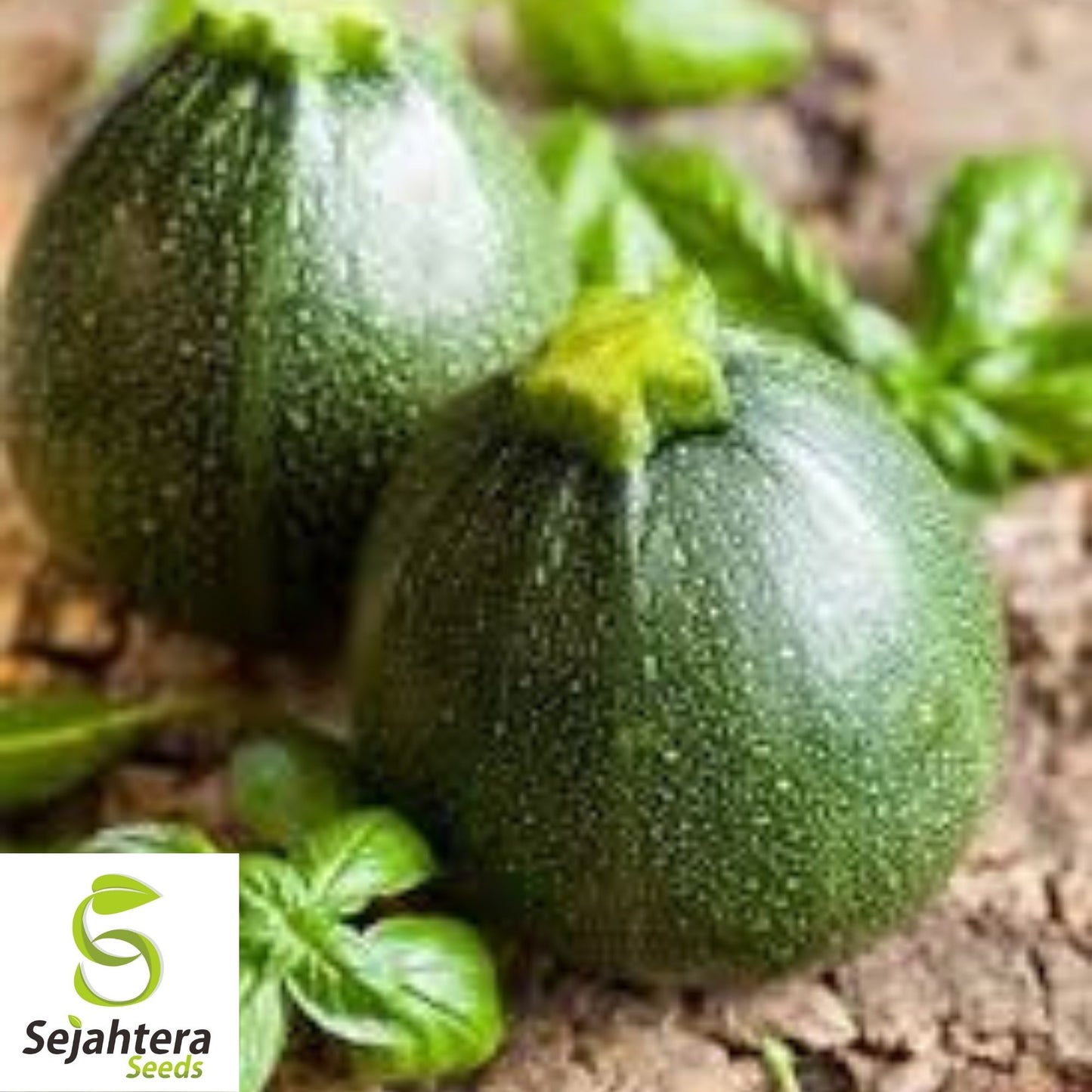 Squash Zucchini Round Seeds 25+ | Summer Vegetable NON-GMO USA