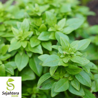 200 Spicy Globe Basil Seeds - Non-GMO, Aromatic & Compact Herb Variety