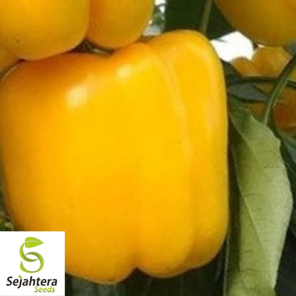 Sunbright Yellow Bell Pepper Seeds 25+ | Heirloom NON-GMO Vegetable USA