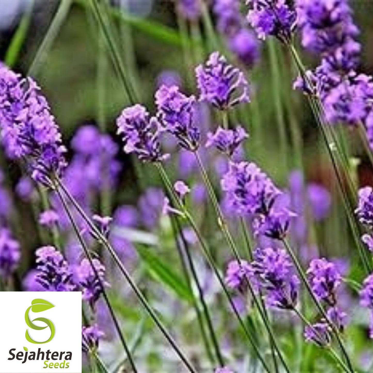 Lavender Vera Seeds - 1000+ Heirloom - Highly Fragrant & Medicinal Herb