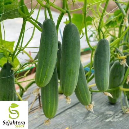 Marketer Cucumber Seeds 50+ | Heirloom NON-GMO Vegetable Garden USA