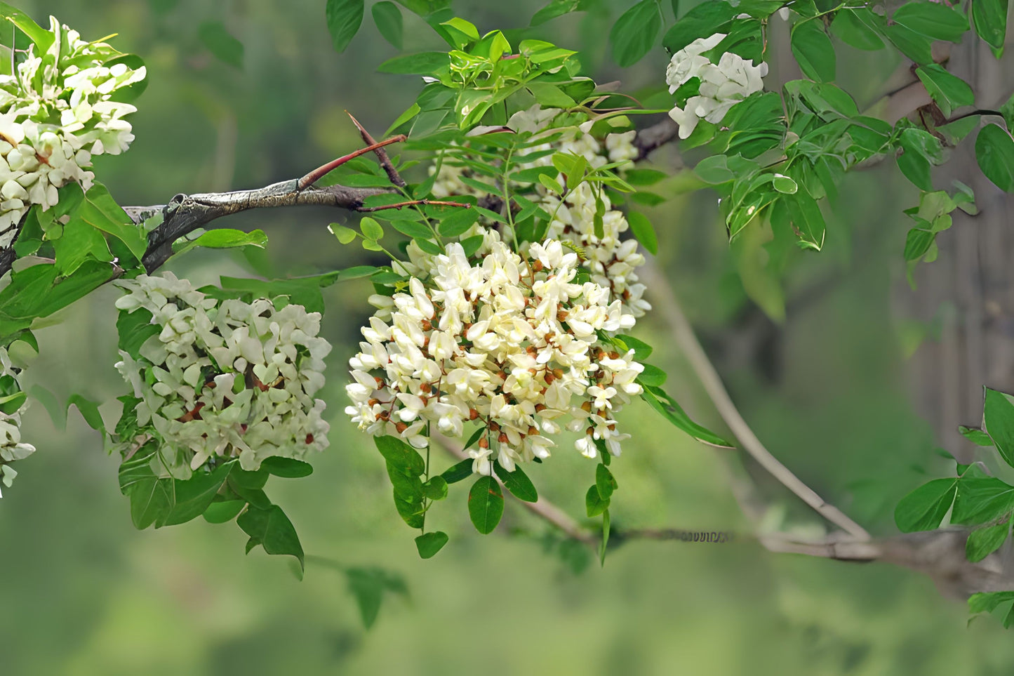 Black Locust False Acacia Yellow Locust (Robinia pseudoacacia)