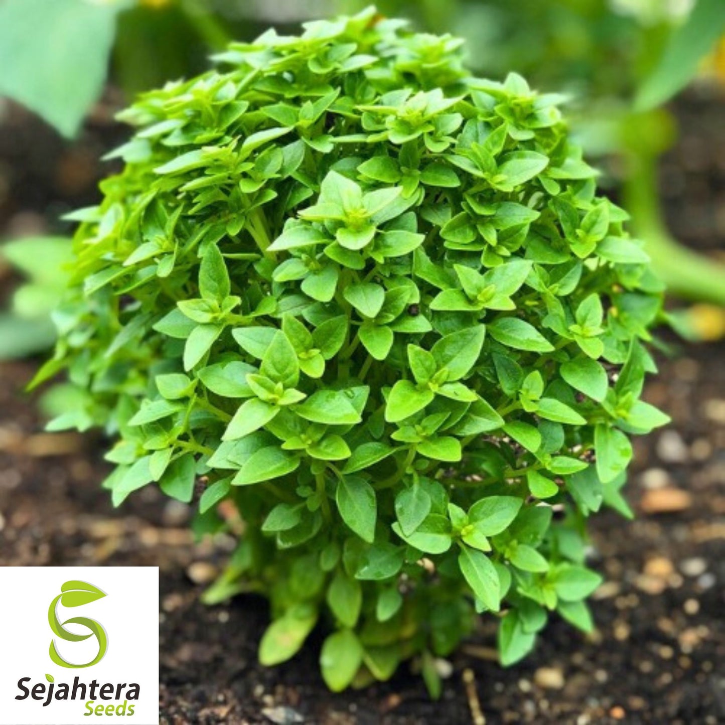 200 Spicy Globe Basil Seeds - Non-GMO, Aromatic & Compact Herb Variety