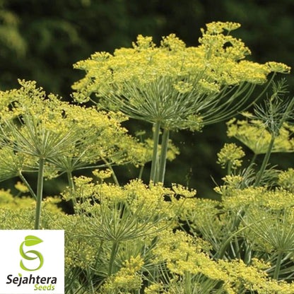 500+ Dill Dukat Seeds - Non-GMO, Anethum Graveolens, Culinary Herb & Spice