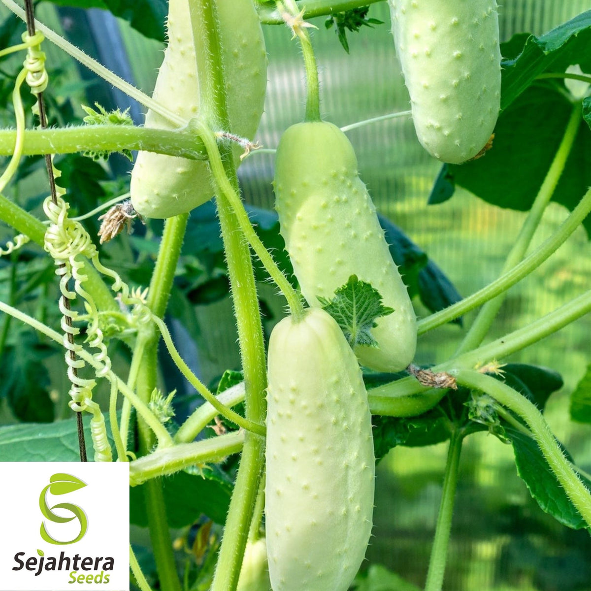 Marketer Cucumber Seeds 50+ | Heirloom NON-GMO Vegetable Garden USA