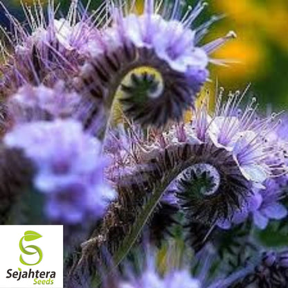Lacy Phacelia Seeds - 200+ Purple Tansy, Pollinator-Friendly & Cover Crop