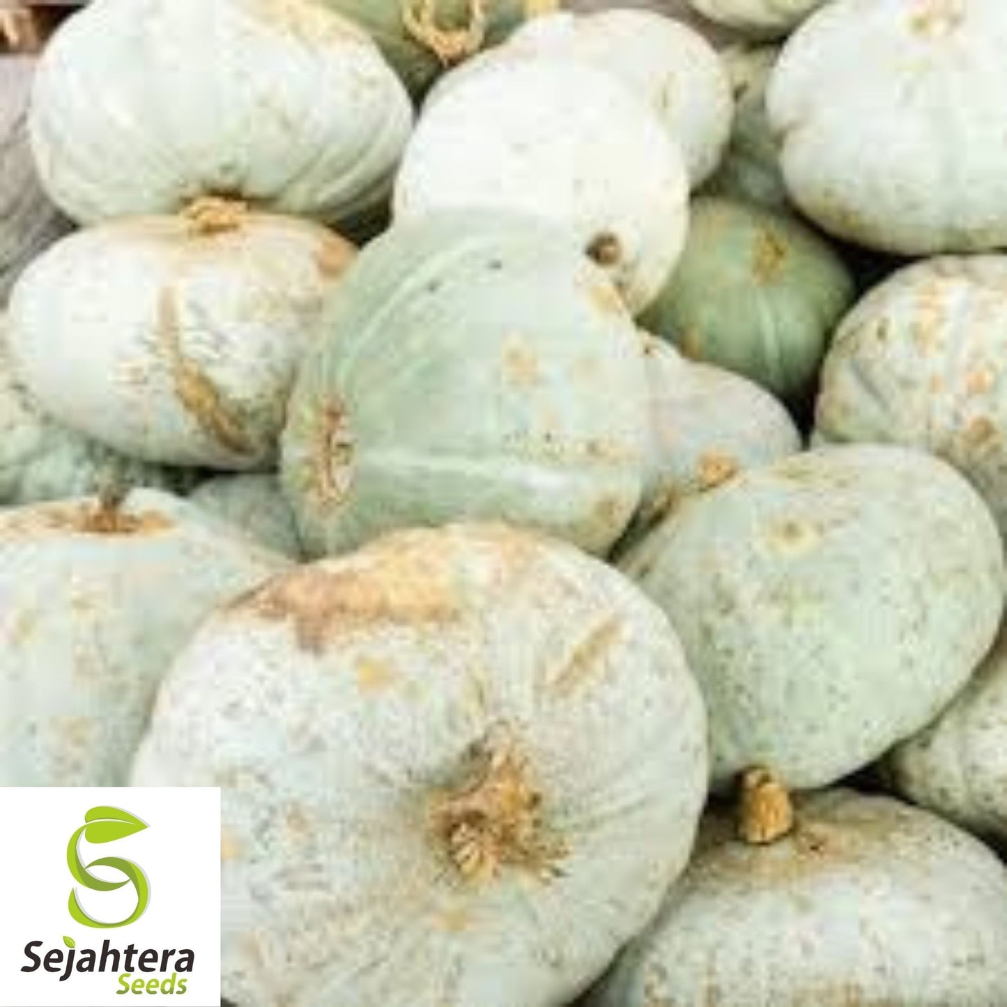 Sweet Meat Squash Seeds 15 Ct | Winter Vegetable Garden NON-GMO USA