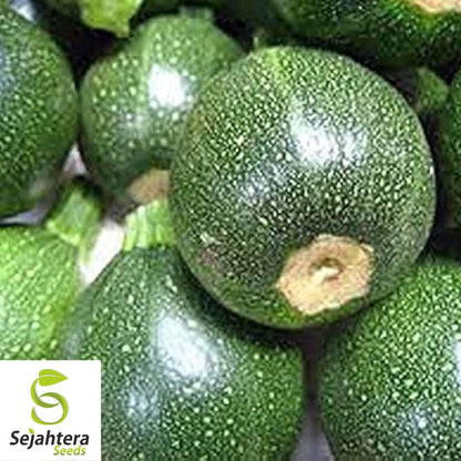 Squash Zucchini Round Seeds 25+ | Summer Vegetable NON-GMO USA