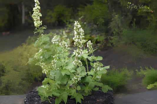 Catmint Catnip Catswort (Nepeta cataria)