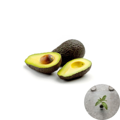 Avocado Tree – 10” Live Seedling With Pot Ready to Plant | Healthy Starter Fruit Tree