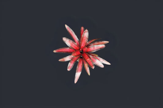 Bromeliad Plant 4" Pot Neoregelia 'Margaret' Tropical Indoor Houseplant