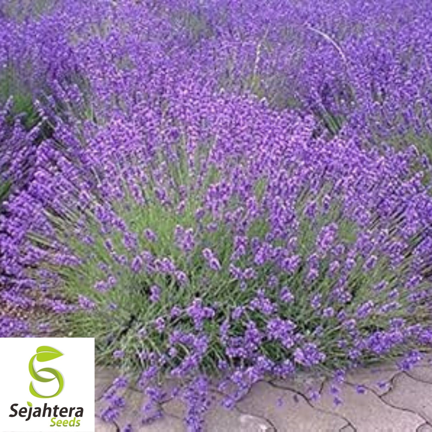 Lavender Vera Seeds - 1000+ Heirloom - Highly Fragrant & Medicinal Herb