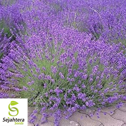 Lavender Vera Seeds - 1000+ Heirloom - Highly Fragrant & Medicinal Herb