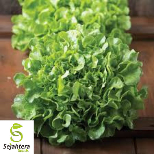 1000 Grand Rapids Lettuce Seeds - Non-GMO, Crisp & Tender Greens