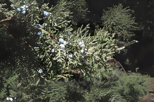 Rocky Mountain Juniper Rocky Mt Juniper (Juniperus scopulorum)