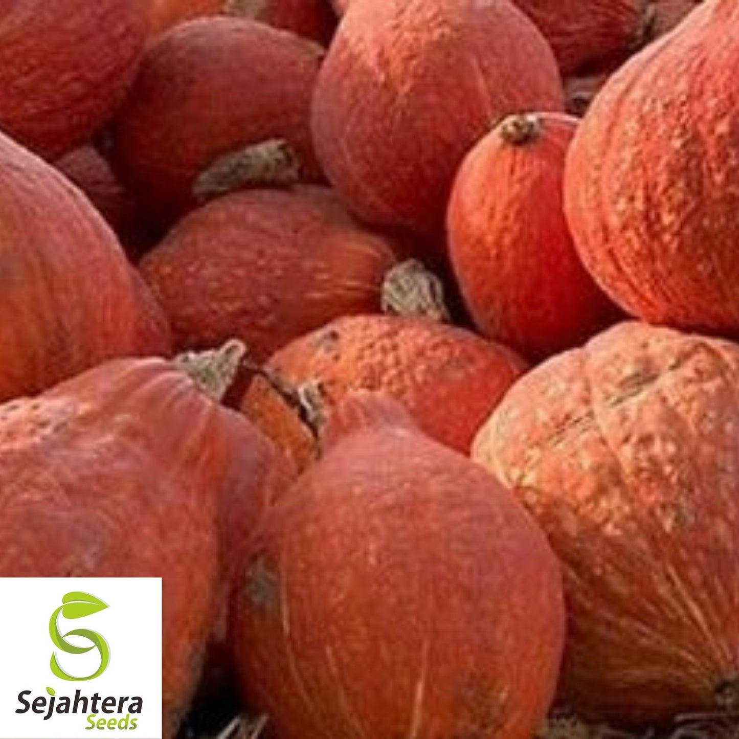 Golden Hubbard Squash Seeds 15 Ct | Winter Vegetable NON-GMO USA