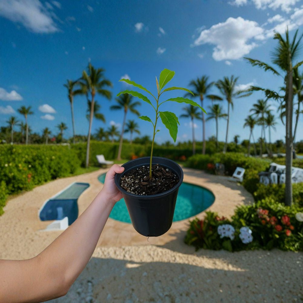 Avocado Fruit Tree – Persea americana Live Organic Seedling | 10–12 Inches Tall | Bare Root  Homegrown & Naturally Raised | Perfect Starter Tree | Small Farm Grown