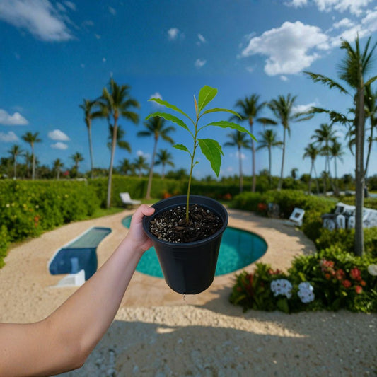 Avocado Fruit Tree – Persea americana Live Organic Seedling | 10–12 Inches Tall | Bare Root  Homegrown & Naturally Raised | Perfect Starter Tree | Small Farm Grown