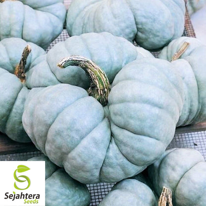 Sweet Meat Squash Seeds 15 Ct | Winter Vegetable Garden NON-GMO USA